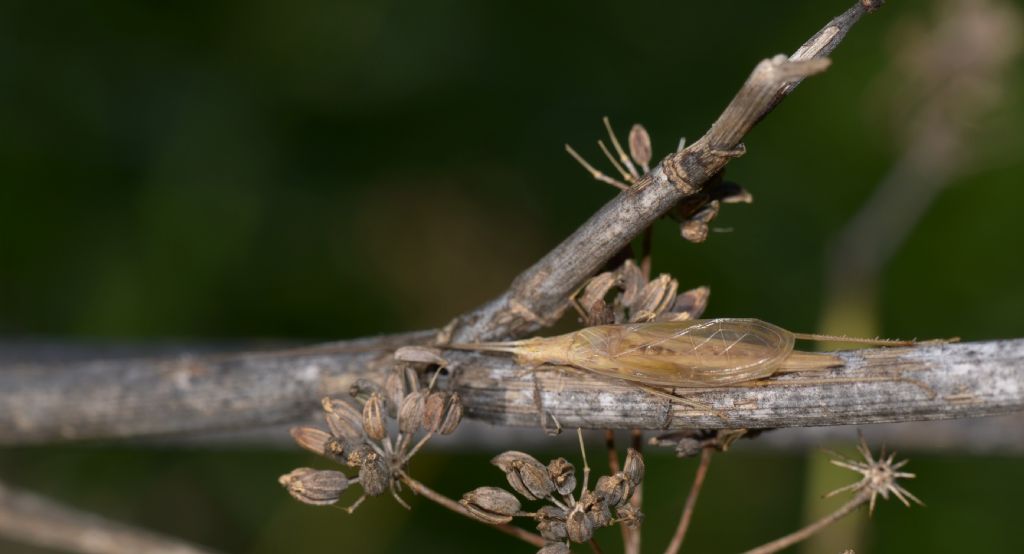 Oechantus cfr. pelluncens (Gryllidae)